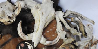 LOT comprenant des peaux, massacres, cornes,...