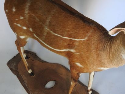 GUIB HARNACHE (Tragelaphus scriptus) (CH)....