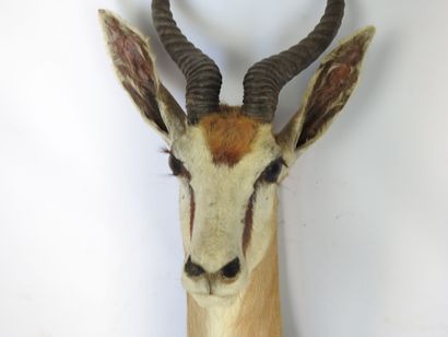 GAZELLE SPRINGBOK (Antidorcas marsupialis)...