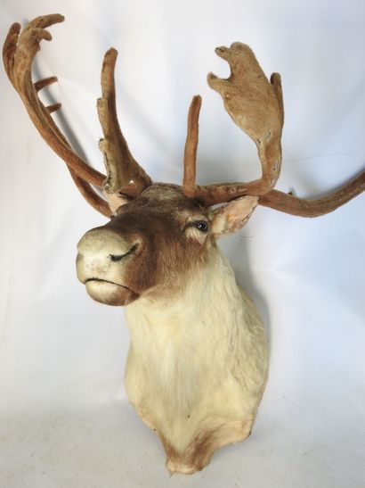 CARIBOU en cape. Haut : 130cm - Long 130cm....