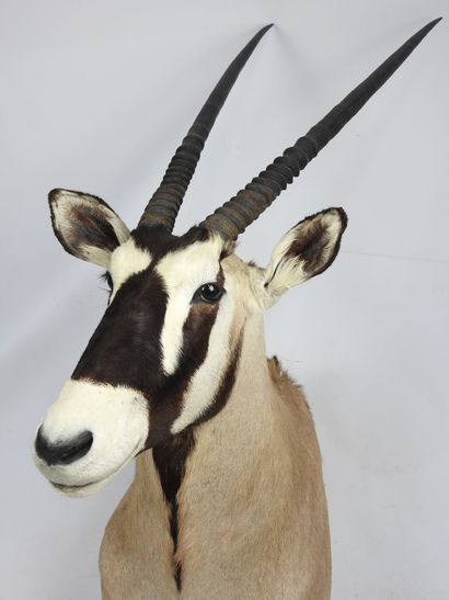 ORYX en cape. H : 140cm - Long : 45cm. Vendu...