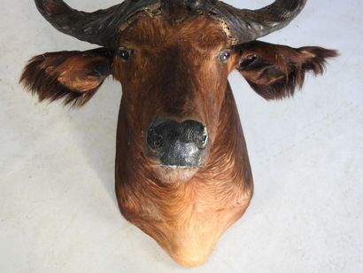BUFFLE CAFER en cape. H : 80cm - Long : 70cm....