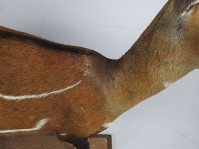 GUIB HARNACHE (tragelaphus sciptus) en entier...