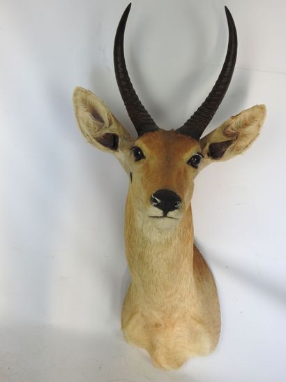 COBE DES ROSEAUX en cape. H : 75cm - Long...