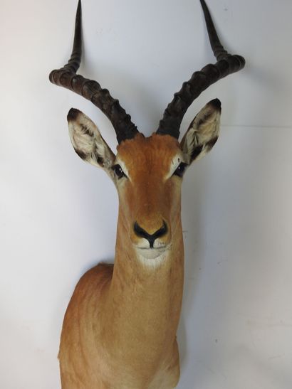 IMPALA (Aepyceros melampus) (CH) en cape....