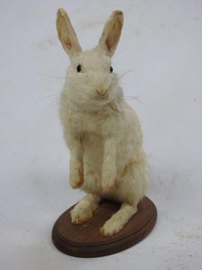 LAPIN blanc en entier. Haut : 36cm. 
