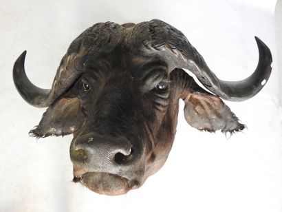 BUFFLE CAFER (Syncerus caff er) (CH) en cape....