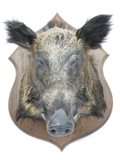 SANGLIER en cape sur écusson bois. Haut :...