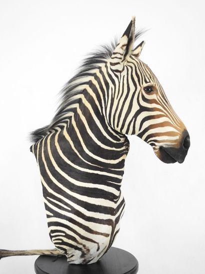 Zèbre de Hartmann (Equus zebra hartmannae)...