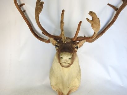 CARIBOU en cape. Haut : 130cm - Long 130cm....