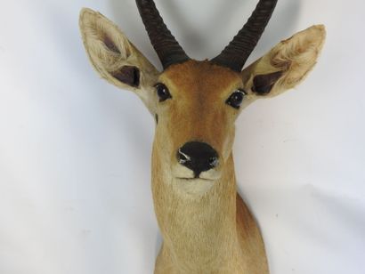 COBE DES ROSEAUX en cape. H : 75cm - Long...