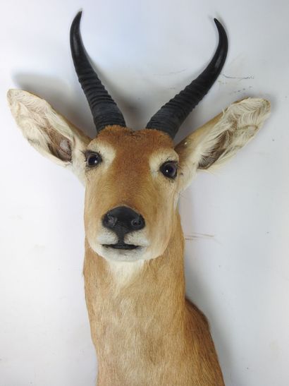 COBE DES ROSEAUX en cape. H : 70cm - Long...