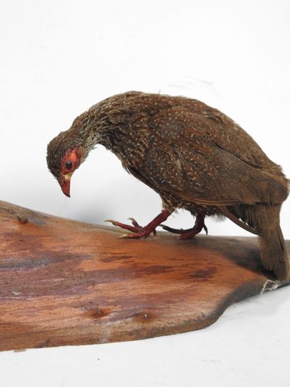 DEUX POULES de roche naturalisées sur un...