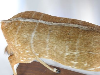 GUIB HARNACHE (Tragelaphus scriptus) (CH)....