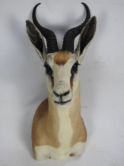 SPRINGBOK en cape. H : 60cm - Long : 42cm....