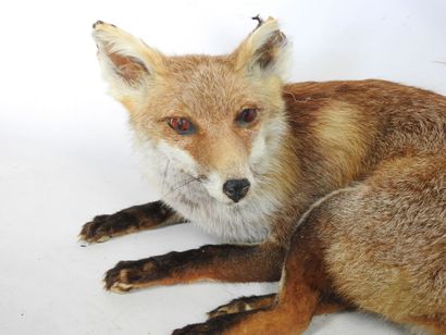 RENARD naturalisé en entier. Haut : 60cm....