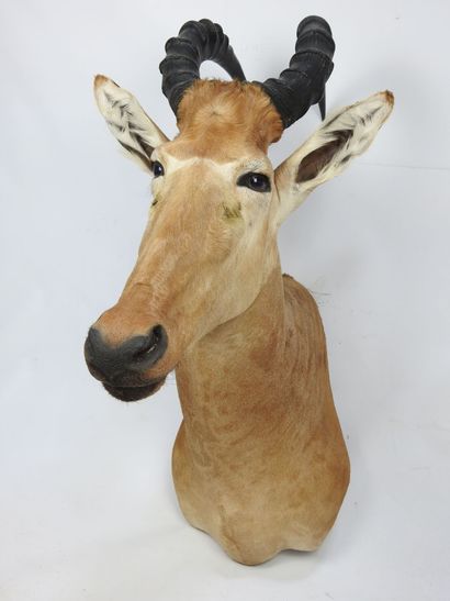 BUBALE en cape. Haut : 90cm - Long : 46cm....