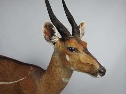 GUIB HARNACHE (tragelaphus sciptus) en entier...