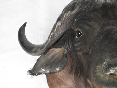 BUFFLE CAFER (Syncerus caff er) (CH) en cape....