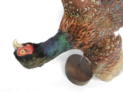 FAISAN sur socle en bois. Long : 70cm. Usures....