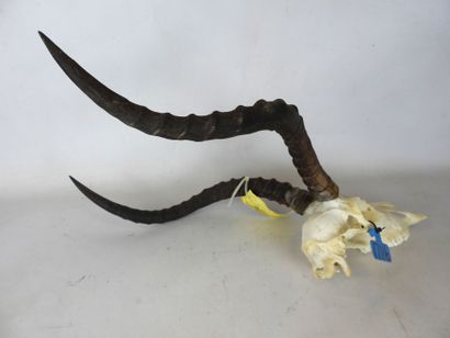 Massacre d'Impala. H : 66cm
