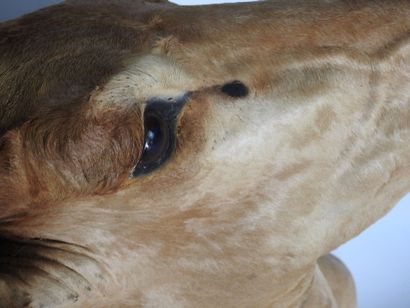 ANTILOPE BUBALE en cape. H : 100cm - Long...
