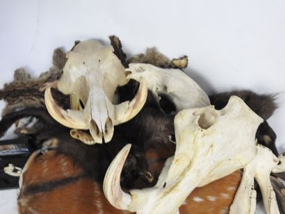 LOT comprenant des peaux, massacres, cornes,...