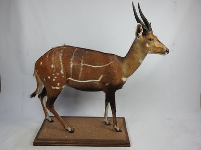 GUIB HARNACHE (tragelaphus sciptus) en entier...