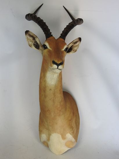 IMPALA (Aepyceros melampus) (CH) en cape....
