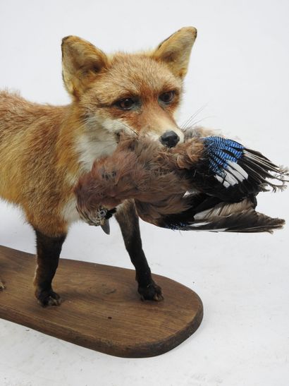 RENARD naturalisé en entier avec sa proie....