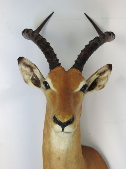 IMPALA (Aepyceros melampus) (CH) en cape....
