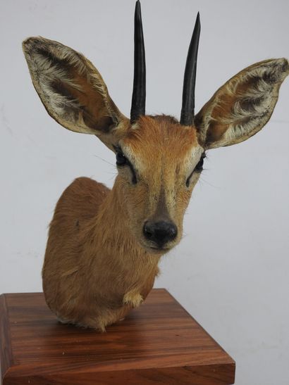 DIK DIK en cape sur présentoir en bois. H...