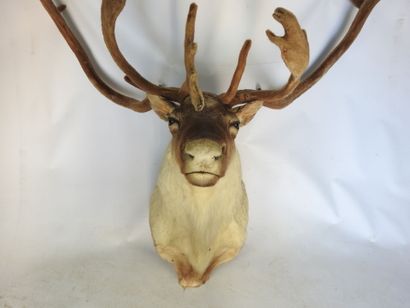 CARIBOU en cape. Haut : 130cm - Long 130cm....