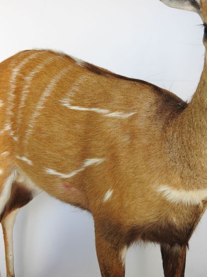 GUIB HARNACHE (Tragelaphus scriptus) (CH)....