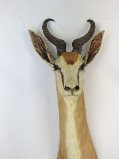 GAZELLE SPRINGBOK (Antidorcas marsupialis)...