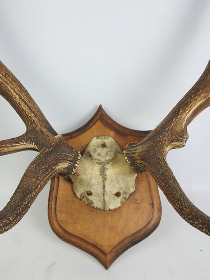 Massacre de cerf sur écusson bois. Haut :...