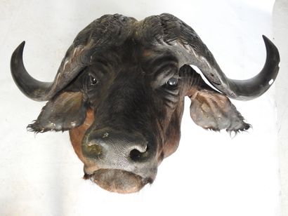 BUFFLE CAFER (Syncerus caff er) (CH) en cape....