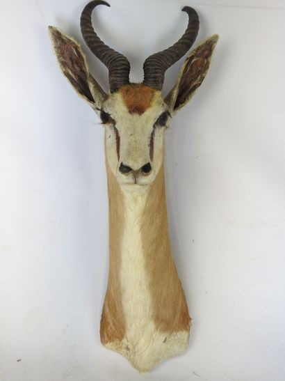 GAZELLE SPRINGBOK (Antidorcas marsupialis)...