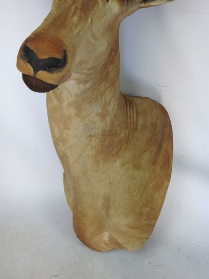 ANTILOPE BUBALE en cape. H : 100cm - Long...