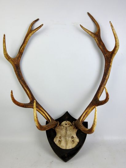 Massacre de cerf sur écusson bois. Haut :...