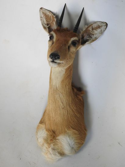 DIK DIK de Kirk (Rhynchotragus Kirki) (CH)...