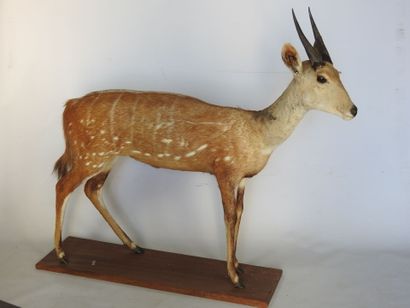 GUIB HARNACHE (Tragelaphus scriptus) (CH)....