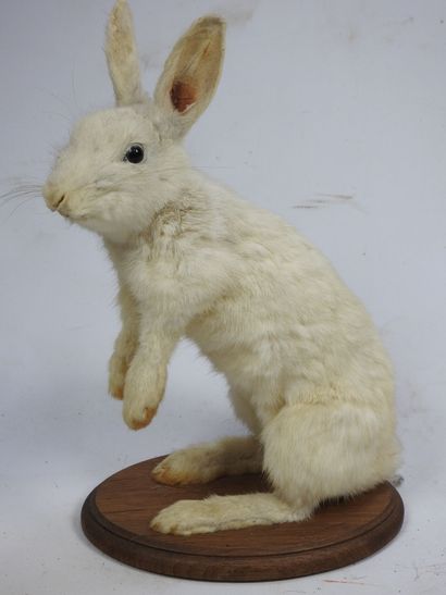 LAPIN blanc en entier. Haut : 36cm. 