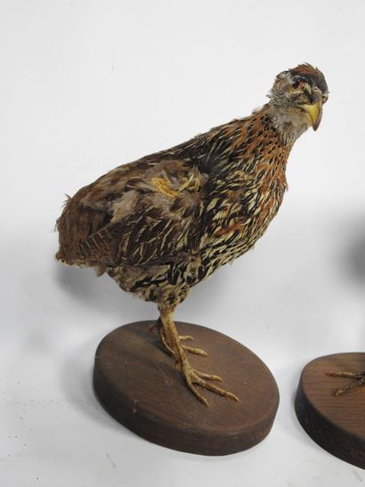 DEUX FRANCOLINS (francolinus bicalcaratus)...