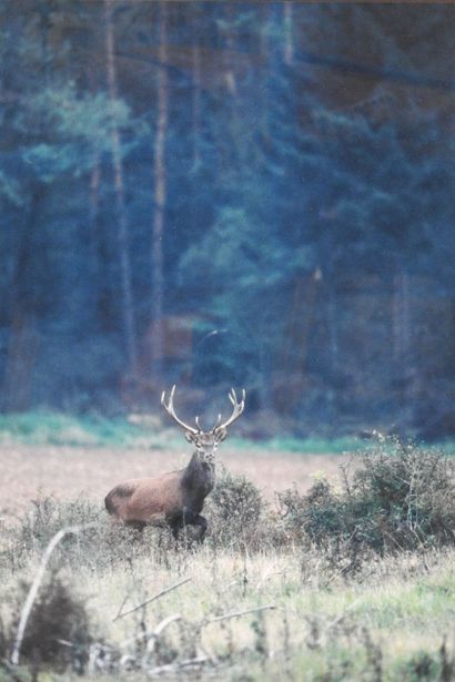 Thibaut LEMOINE - XXe siècle : Cerf dix cors....