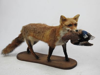RENARD naturalisé en entier avec sa proie....