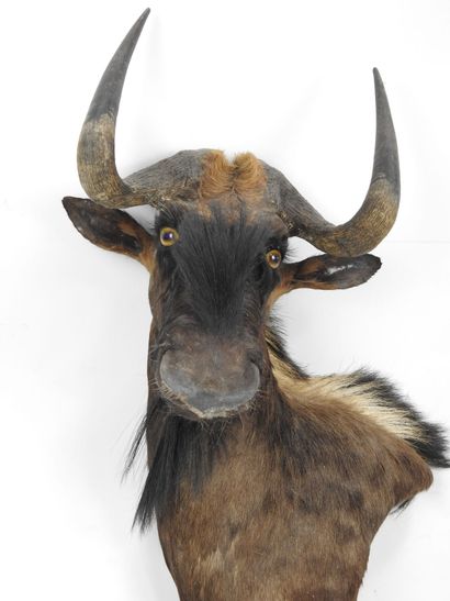 GNOU noir / Wildebeest (Connochaetes gnou)...