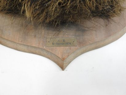 HURE de sanglier naturalisé sur écusson de...