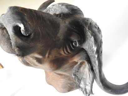 BUFFLE CAFER (Syncerus caff er) (CH) en cape....