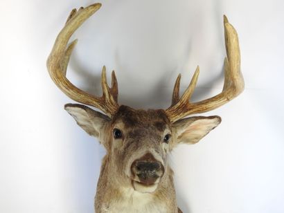 CERF DE VIRGINIE en cape. H : 100cm - Long...